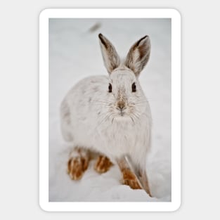 Snow Shoe Hare Sticker